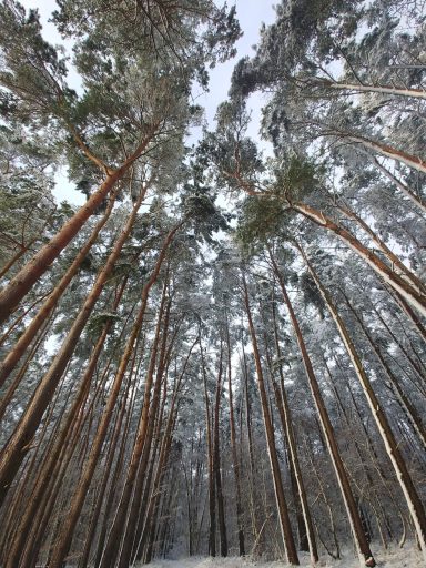 Hoher Wald mit verschneiten Bäumen, Blick nach oben in den grauen Himmel.