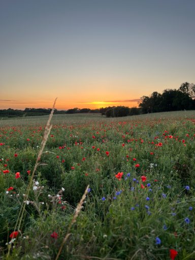 Wiese mit Kornblumen