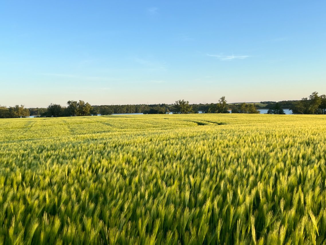 Blick auf den See - in 10min zu Fuß, seid ihr da. Weites, grünes Feld unter blauem Himmel mit Wasser im Hintergrund.