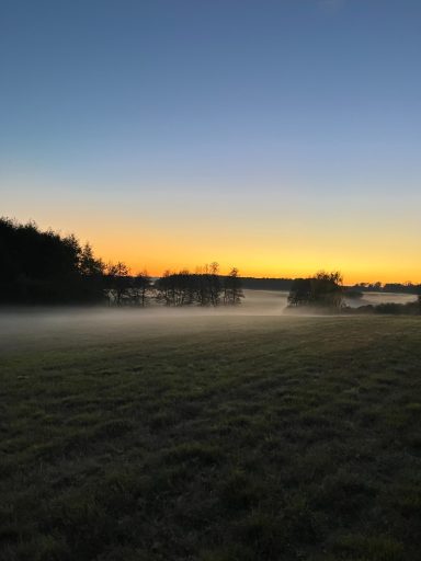 Morgendämmerung über einem nebligen Feld mit Bäumen am Horizont.