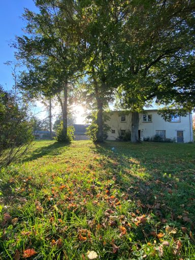 Sonnenlicht scheint durch Bäume auf eine Wiese und ein Haus im Hintergrund.